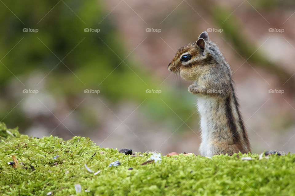 Chipmunk freeze!