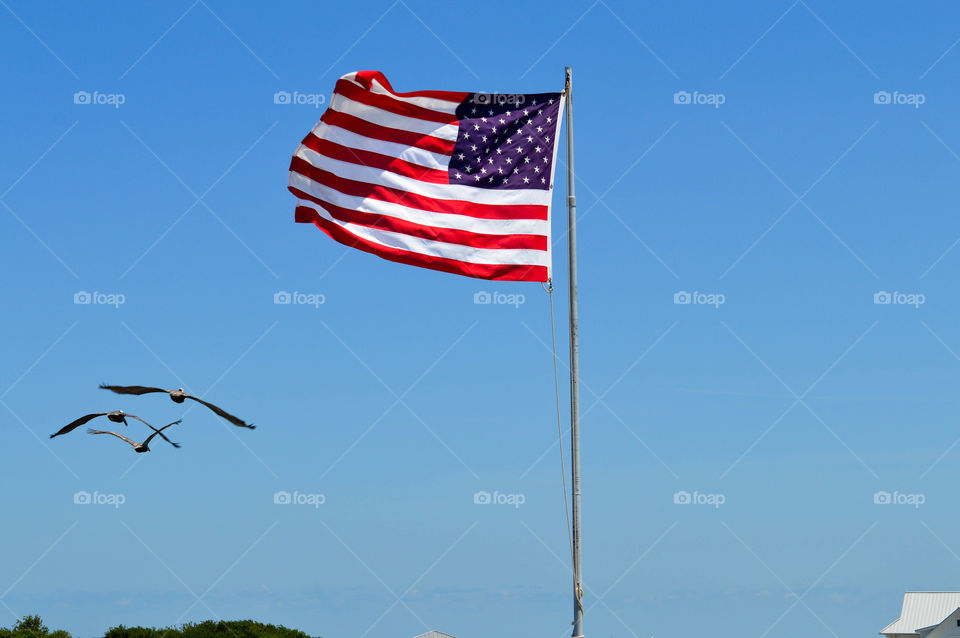 American flag in the sky with seagulls flying beside it