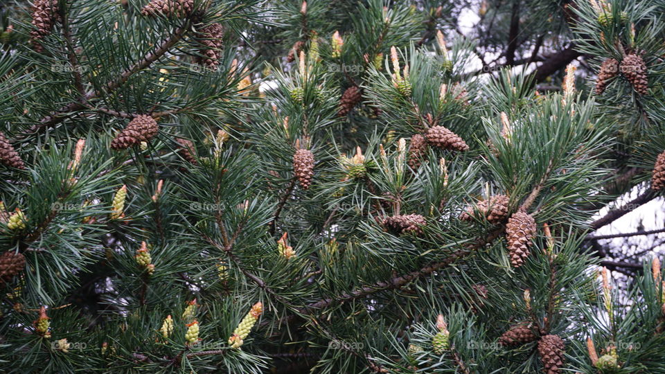 Tree, Evergreen, Pine, Needle, Winter