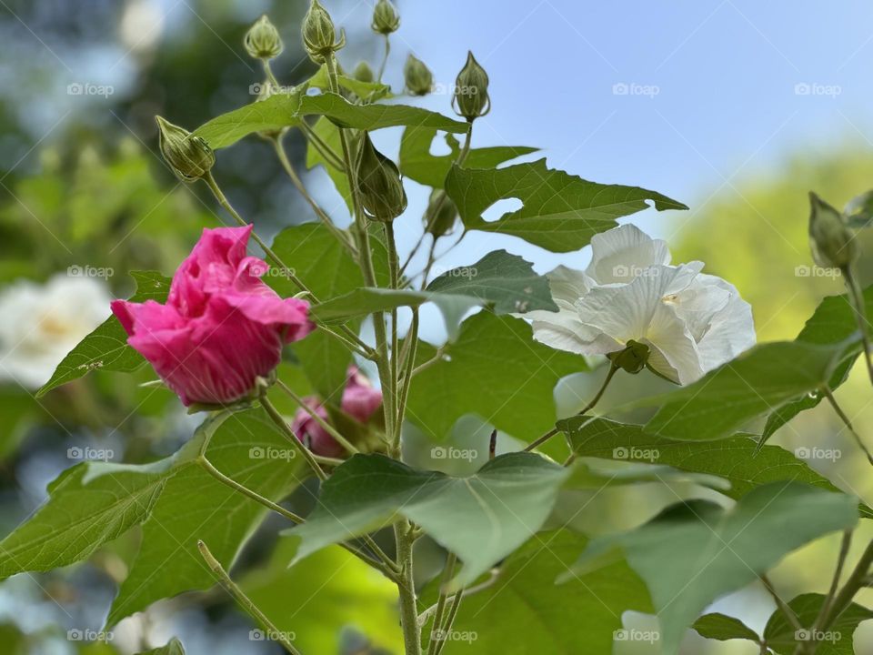 Autumn means growing of flowers everywhere it gives new life to plants