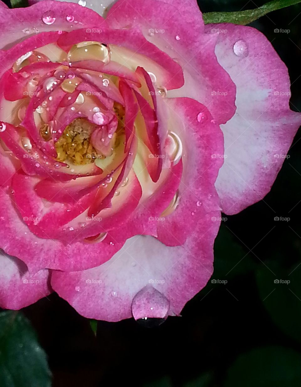 rose in the rain