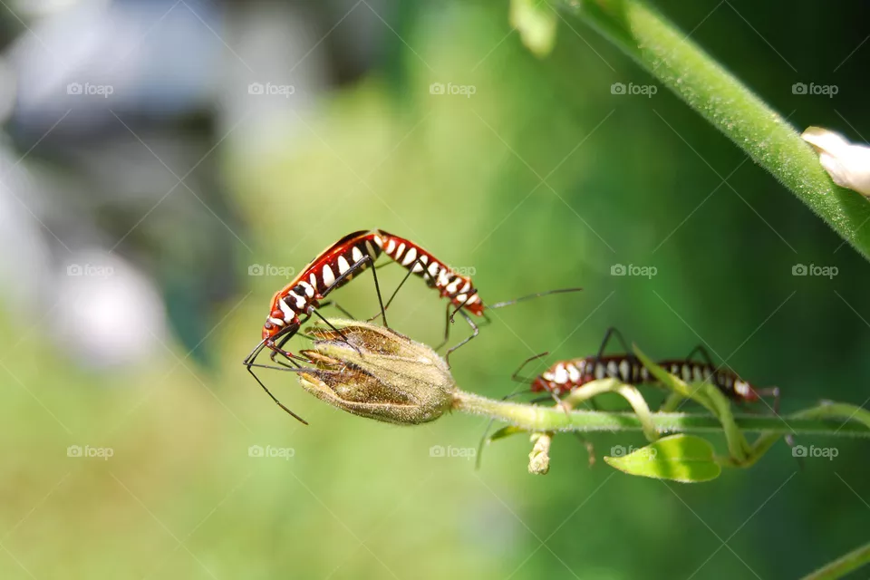 bugs