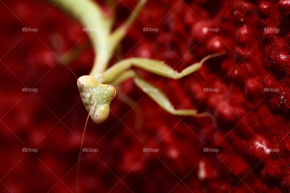 Macro photo of a baby praying mantis.