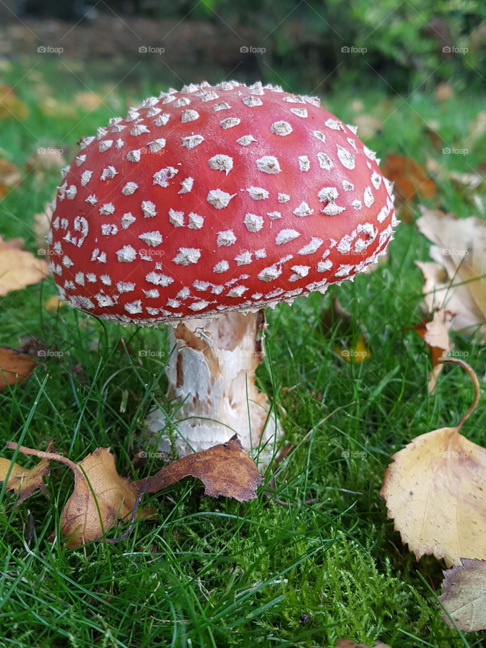 mushroom