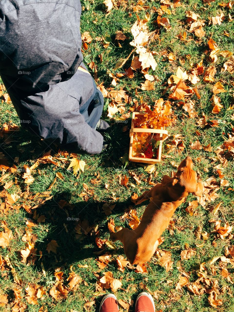 Boy and dog in autumn park. Going for a walk with son and puppy dog in fall leaves
