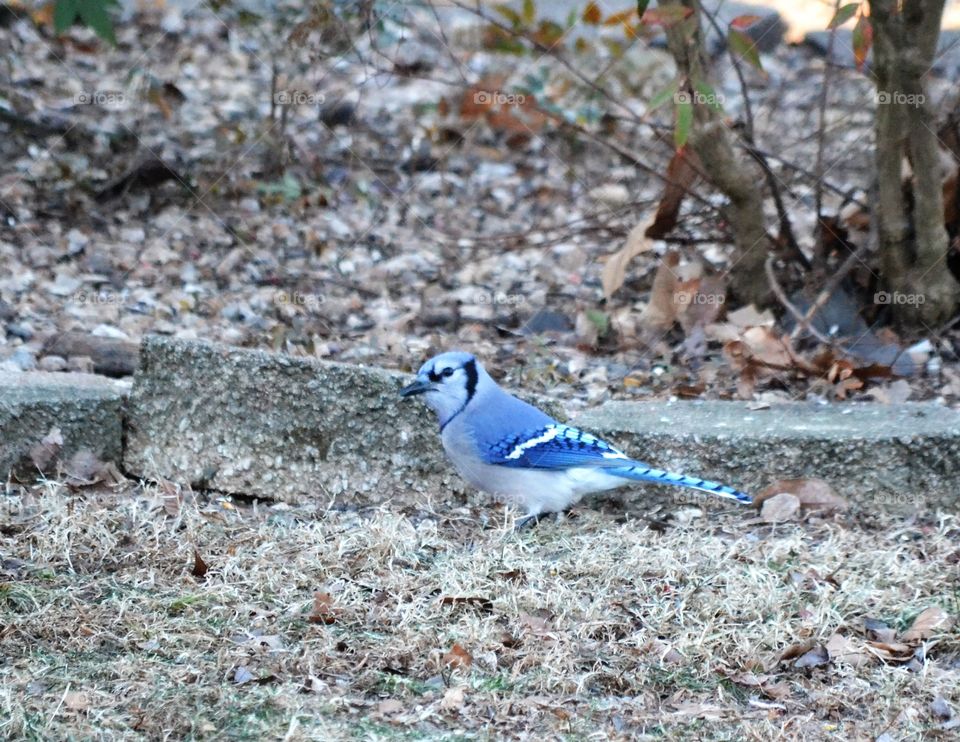 bluejay