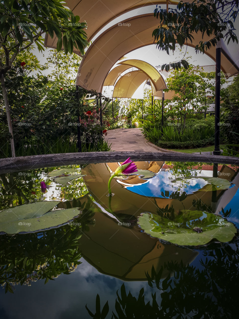flowers and reflection