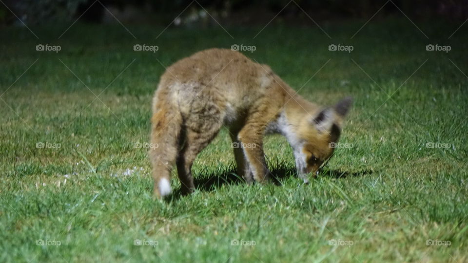 Fox cub