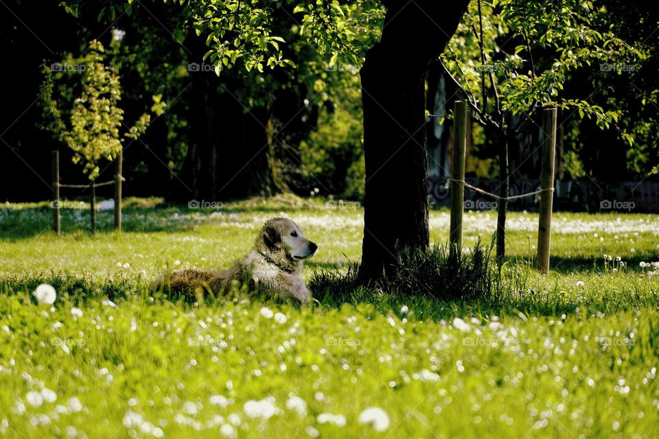 Dog under the tree