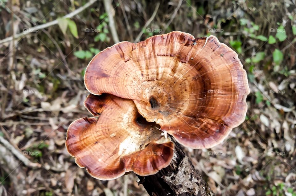 Yellow orange fungi on tree, looks like type of lichen or bracket fungi.