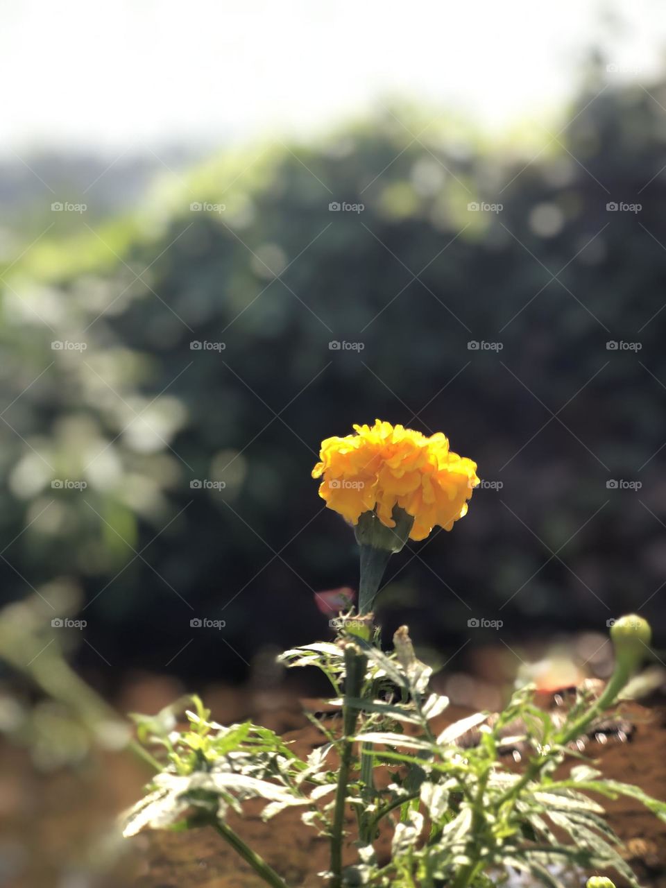 Simply a flower taken by my phone