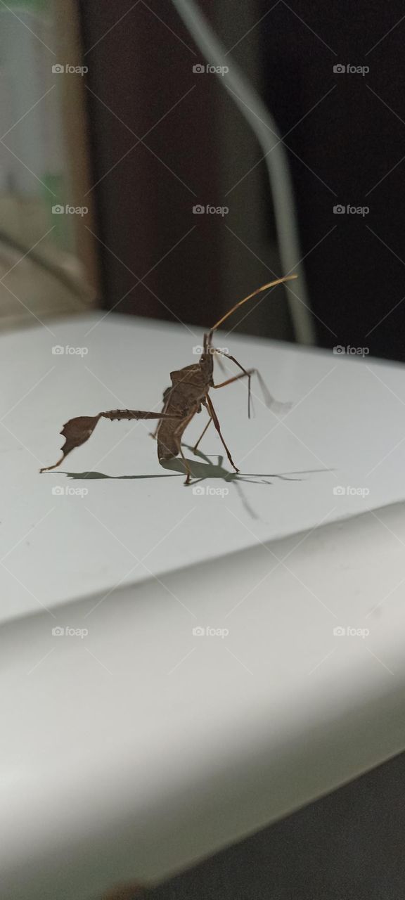 Nocturnal insect attracted to light