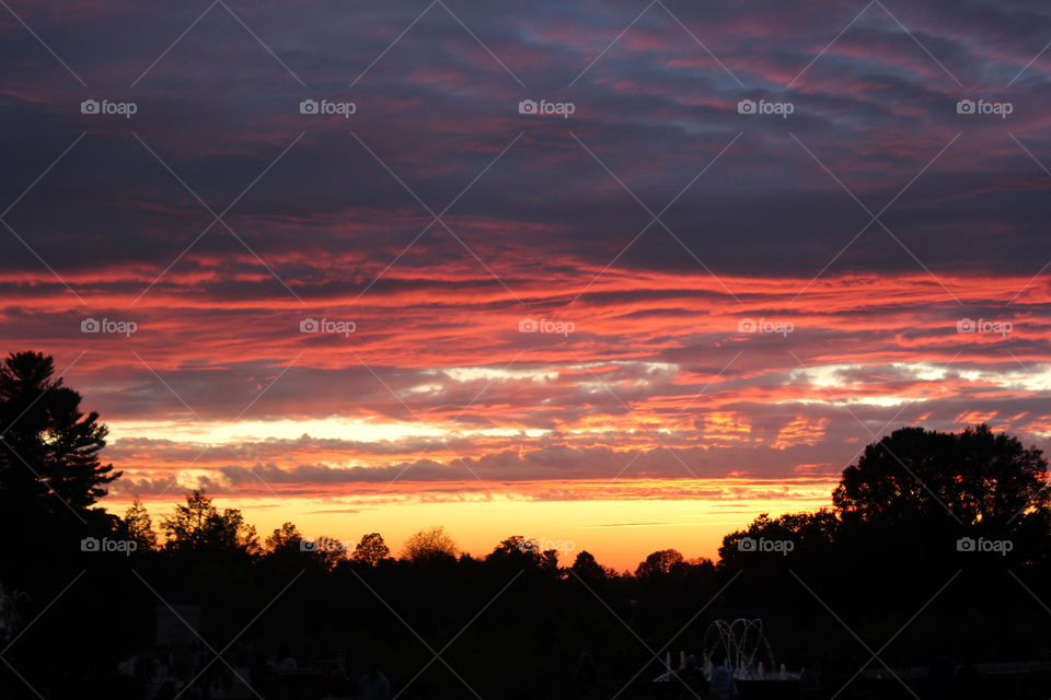 A beautiful sunset by the trees and pink clouds passing by. 