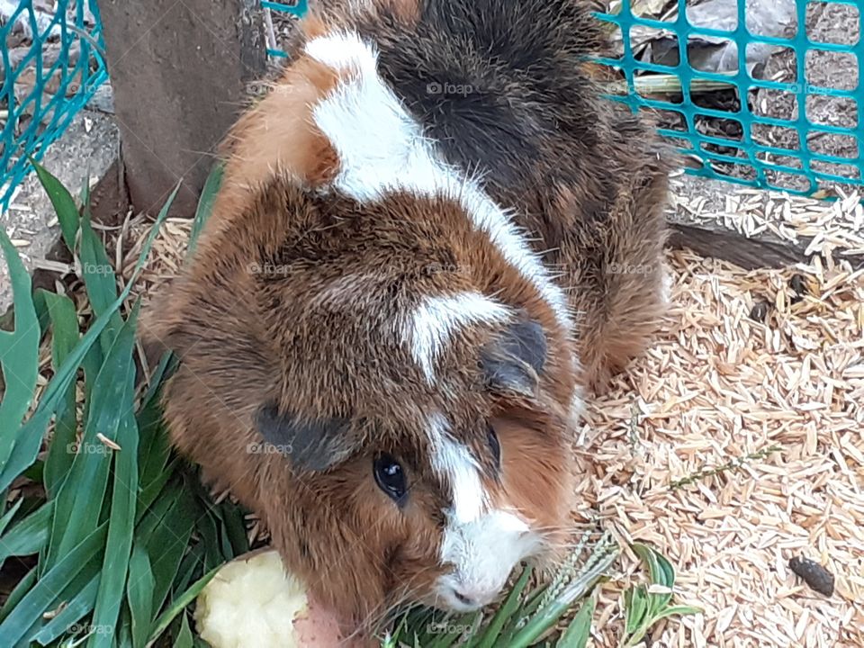 Curious guinea pig