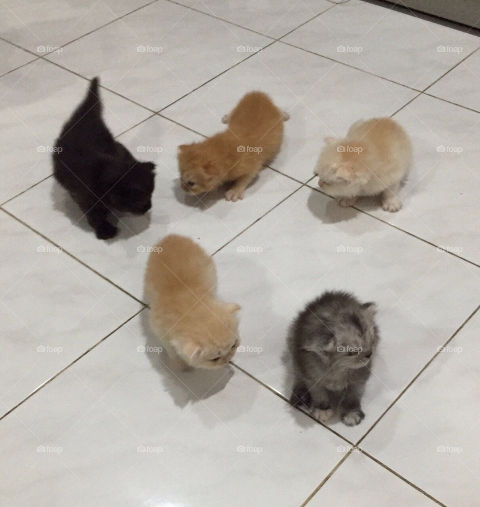 5 Kittens