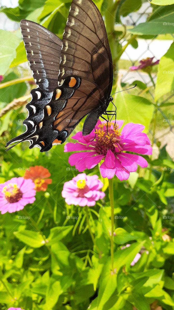 Swallowtail Butterfly and Zinnias