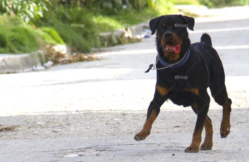 Rottweiler Training