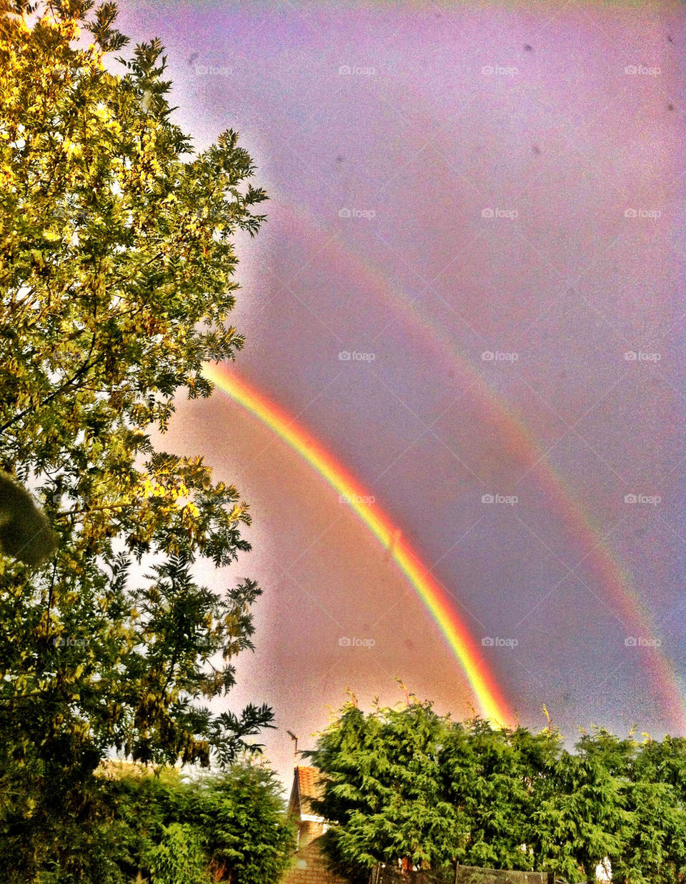 Double rainbow from my garden