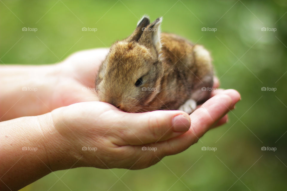 Cute little rabbit in handful 