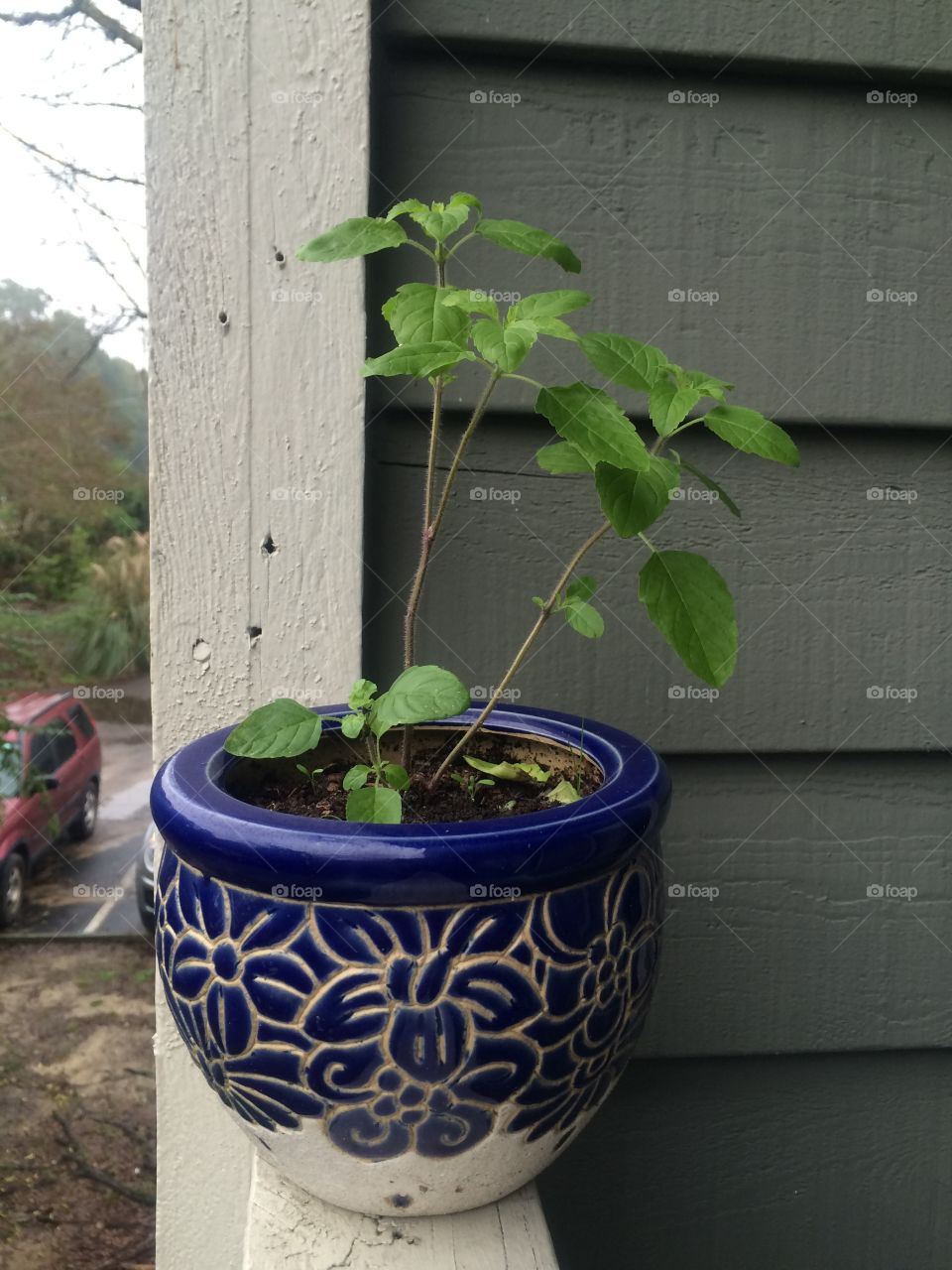 When you see normal plants, they are always have a different feeling. The plants you grow in the garden have your own feel to them. You have grown them you have full right to call it yours :)🌱 🪴