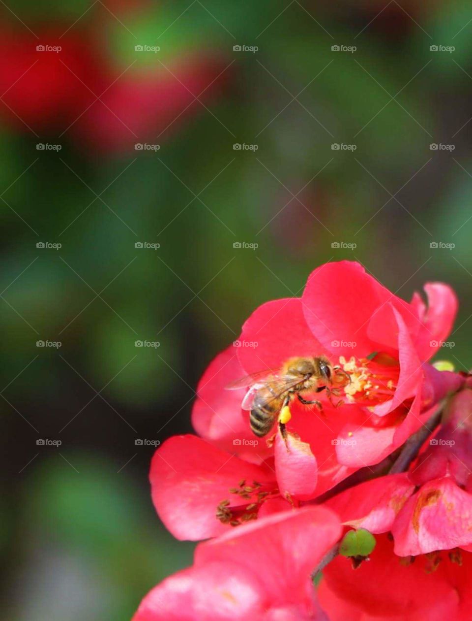 buzzing bee pollinates flower