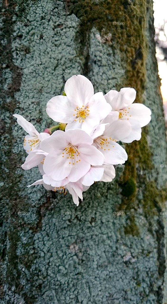 Cherry blossom. Sakura, Japan