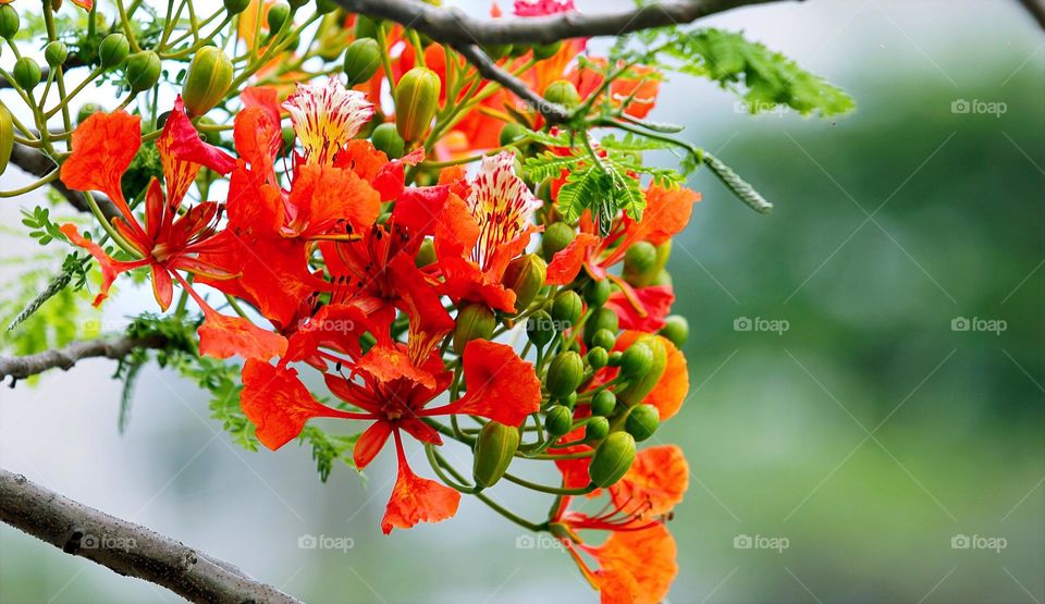 flower with fruit