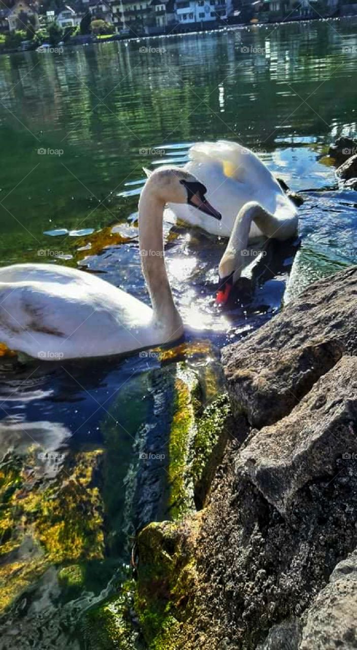 The grace of the swans