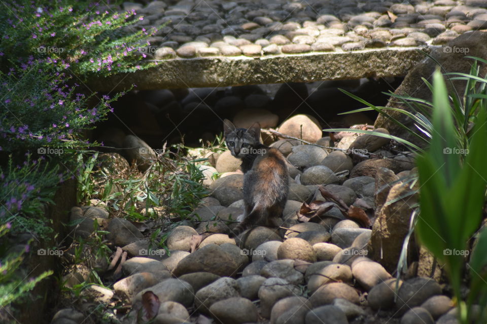 Friend I met 'Mr little Cat'