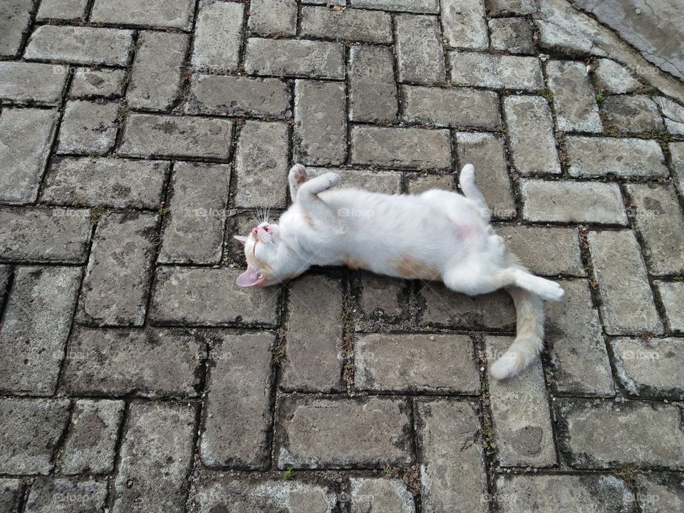 Life with Pets
Sub  bathing