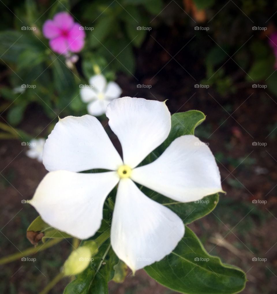 🌺Fim de #cooper!
Suado, cansado e feliz, alongando e curtindo a beleza ímpar das #flores.
🏁
#corrida #treino #flor #flowers #pétalas #pétala #jardim #jardinagem #garden #flora #run #running #esporte #alongamento