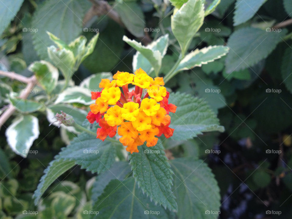 yellow flower red rose by a.bilbaisi