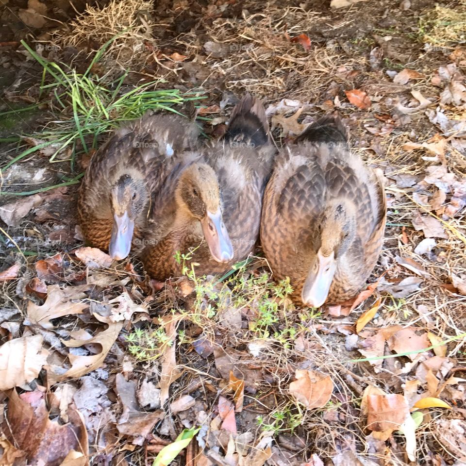 Trio of ducks 