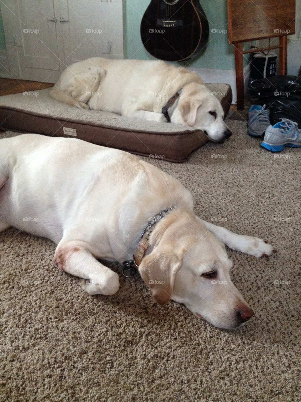 Yellow labs twins