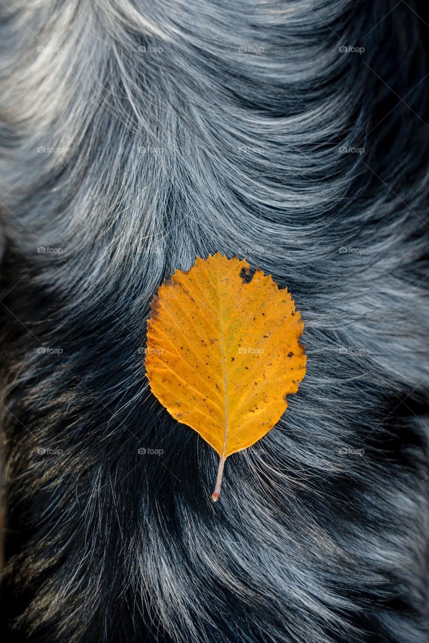 Yellow leave on dog fur