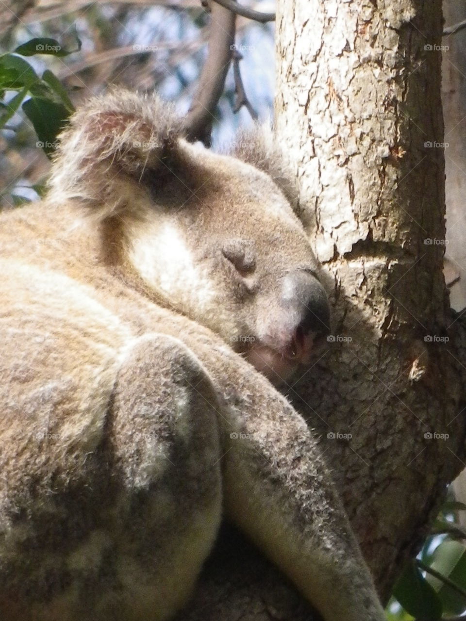 Cute cuddly Koala bear in a tree