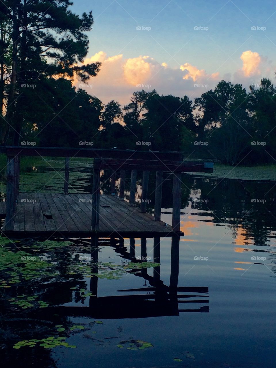 Pond life . Old dock 