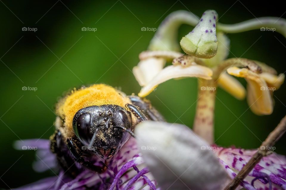 An Eastern Carpenter Bee relishes the pollen of a Purple Passion Flower. 