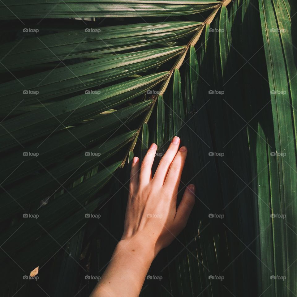 Hand and the leaf