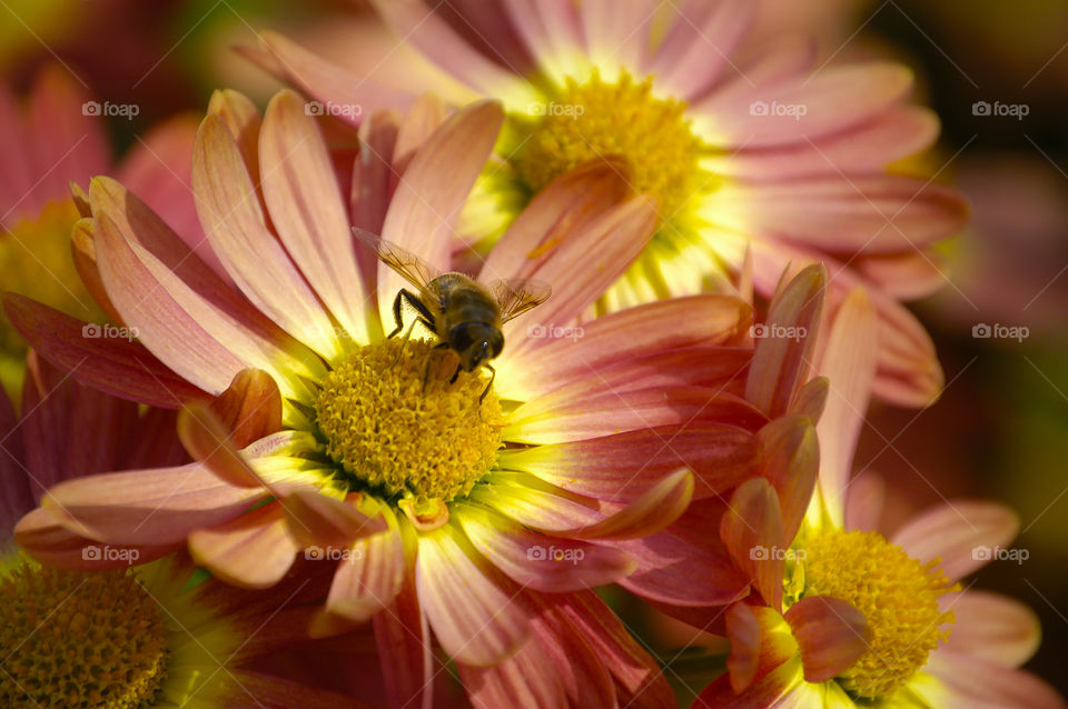 bee on spring flowers
