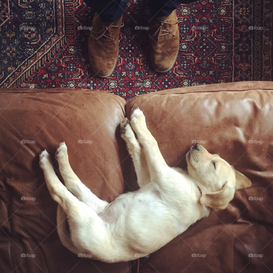 Dog lying down on sofa