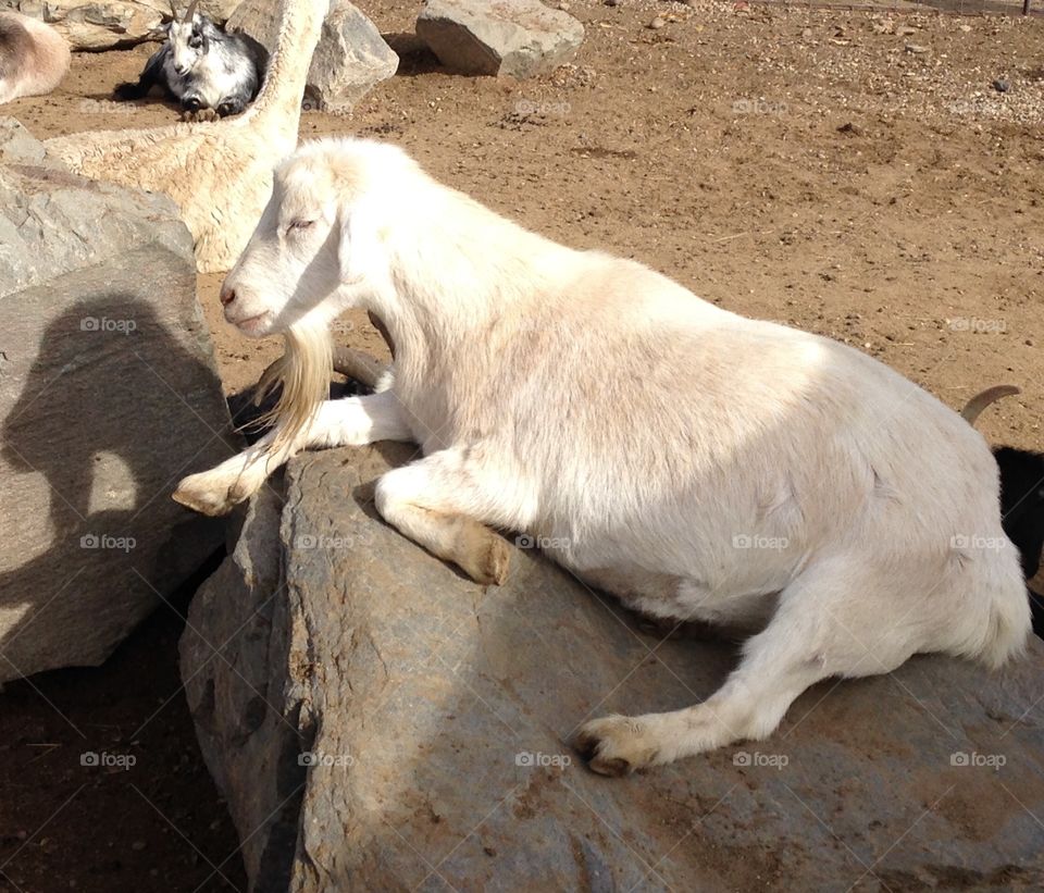 Sleeping goat