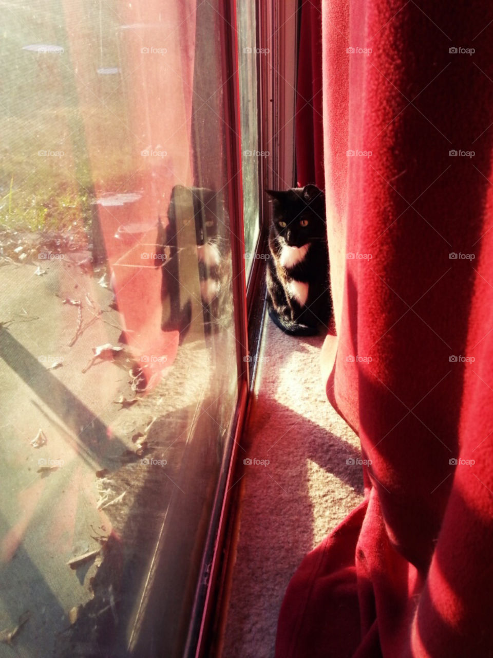 kitty in window 