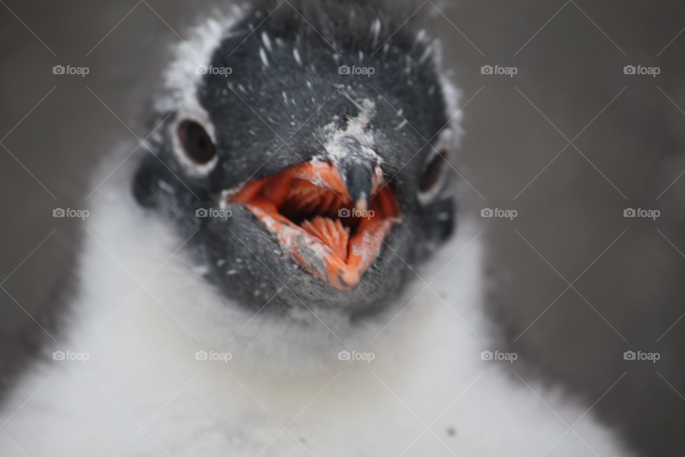 antarctica bird penguin chick by ntiffin72