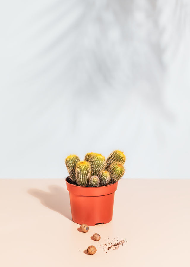 Vertical flower composition with cactus in a round pot on a light plain background with palm shadows and a copy space. Hobbies growing home plants. Summer sunny day relax at homе