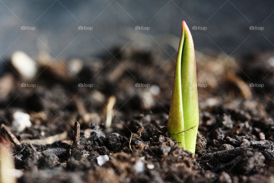 Tulip sprout is getting out of soil