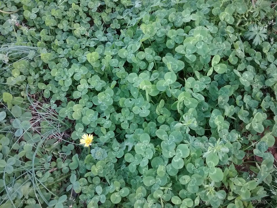Clover patch. There's actually a four-leaf clover in there, though it's hard to spot right away.