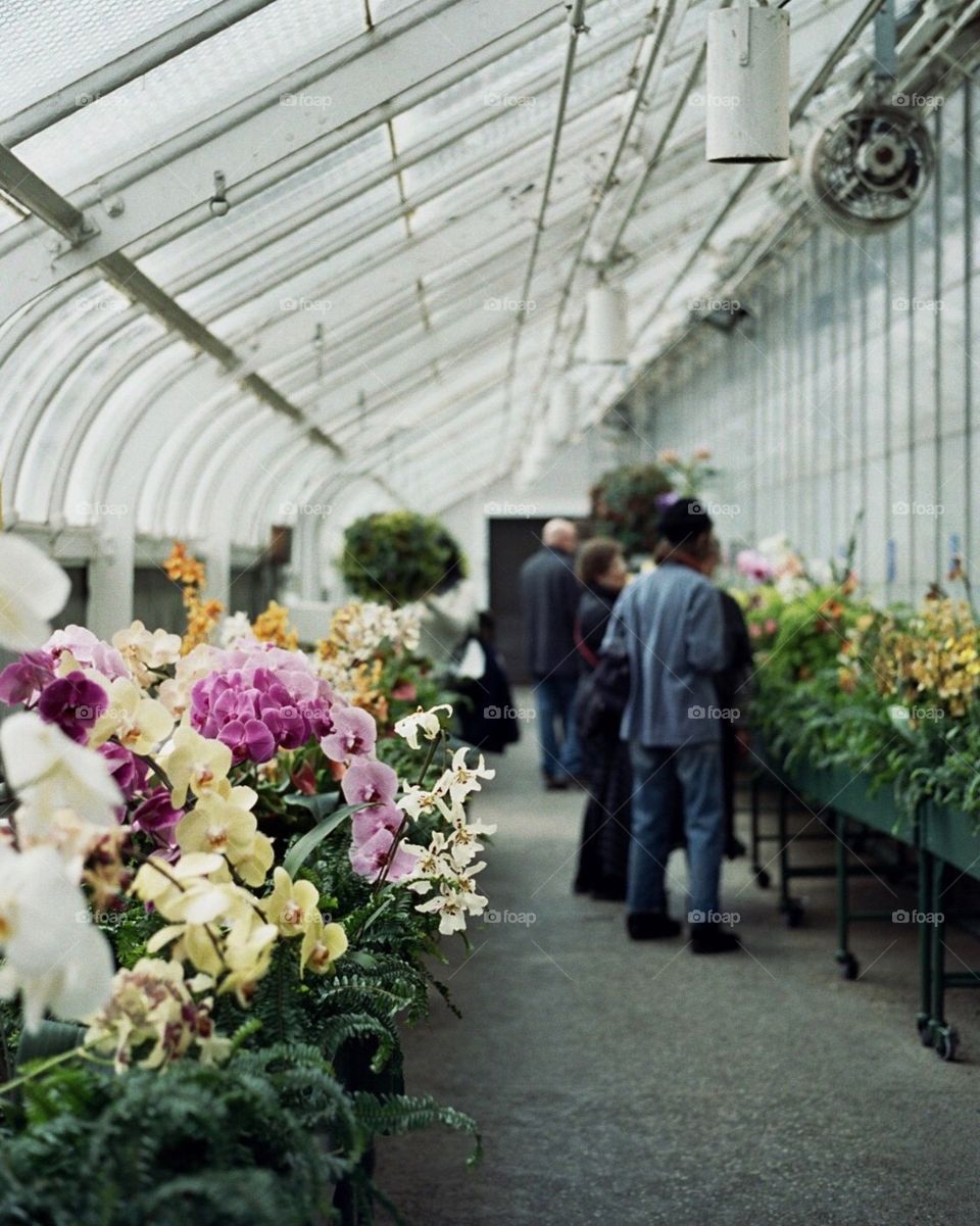 Colorful orchids in a greenhouse 