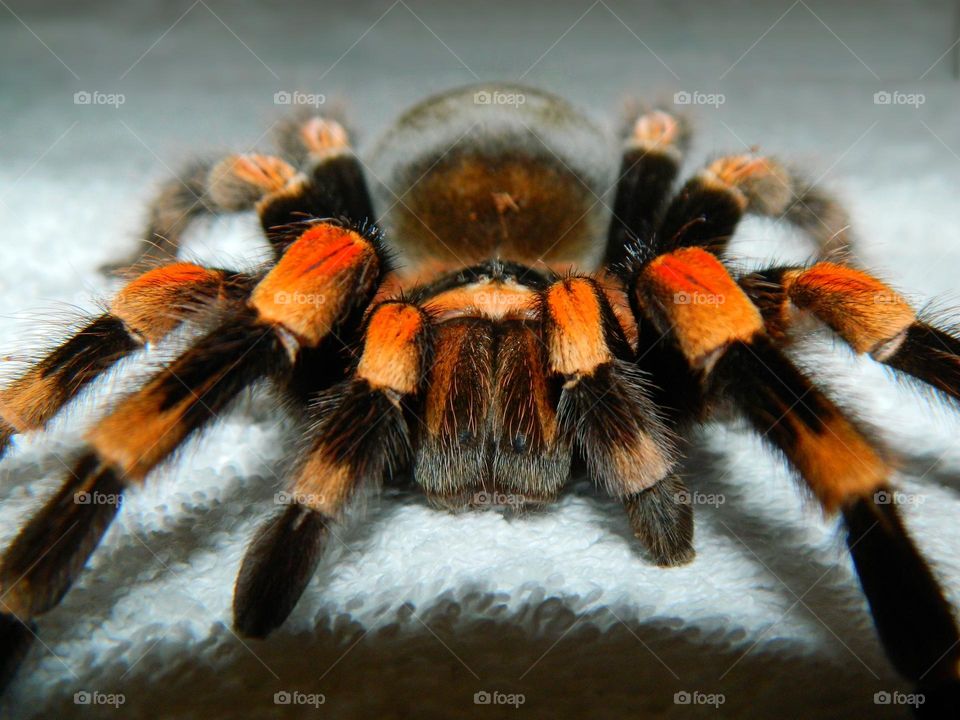 spider tarantula Brachypelma smithi 