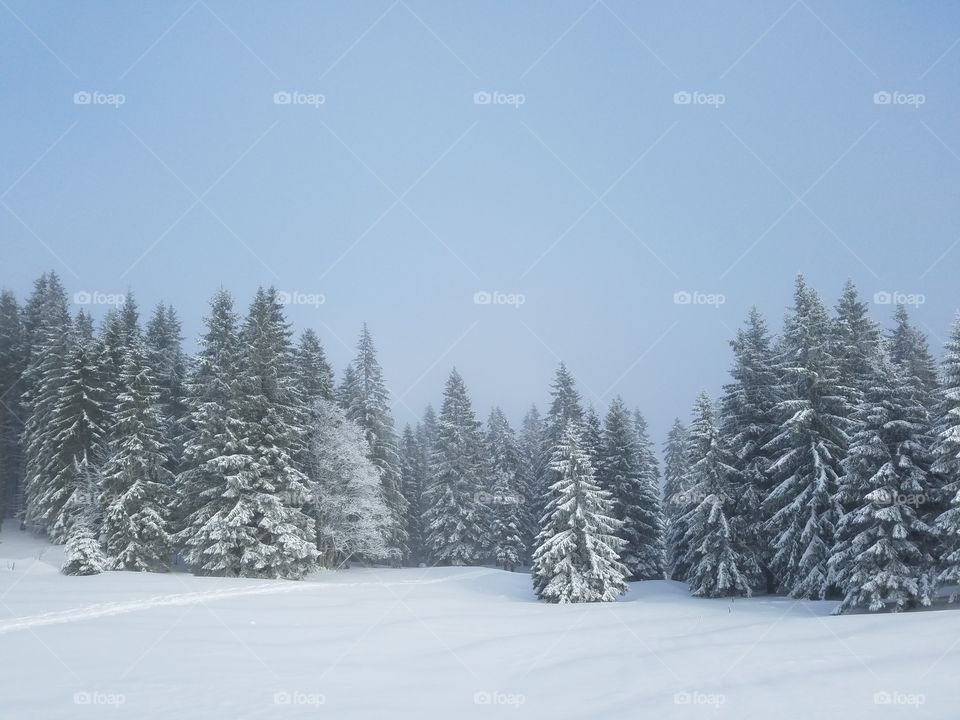Snow on trees in the Black Forest